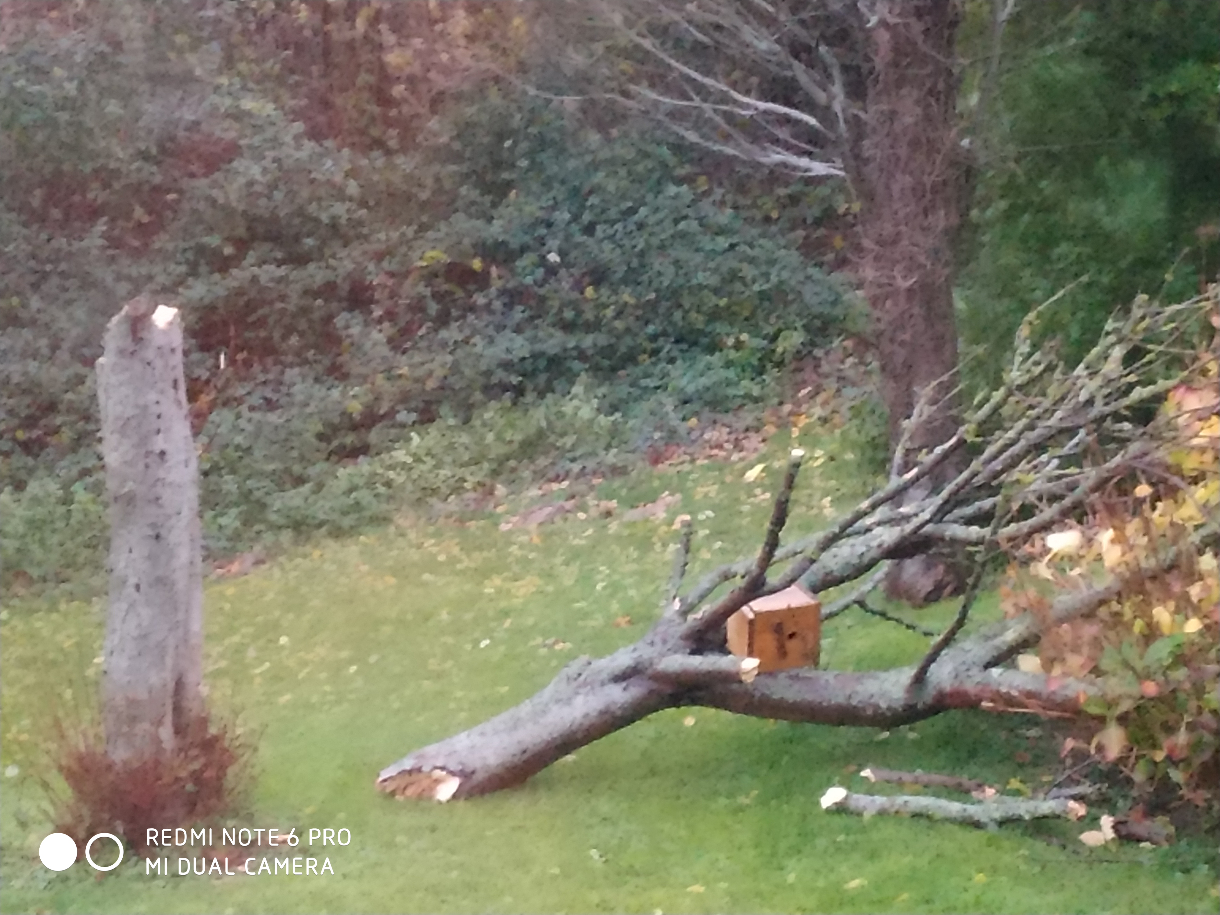 Image de Arbre cassé.jpg